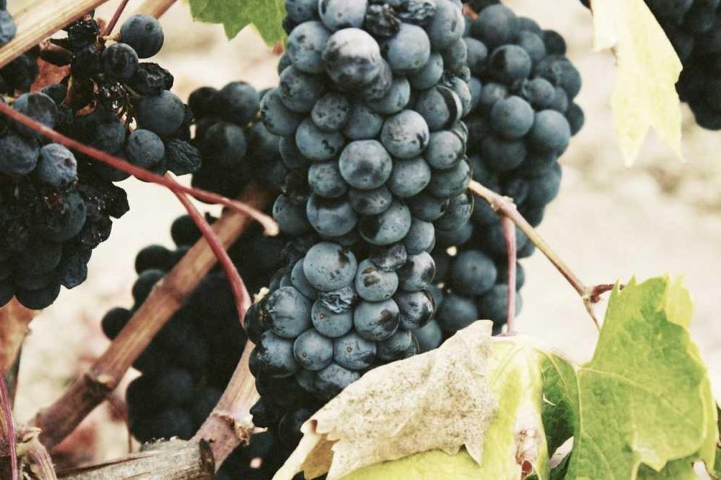 De Olde Werkplaats - bac8fd08-570a-3b98-a85d-ba416d351452-1024x682